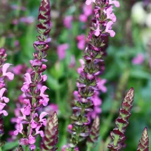 Salvia Apex Live Plant – Woodland Sage – Fragrant Perennial – 3-4 inch Pot – Outdoor - Image 2
