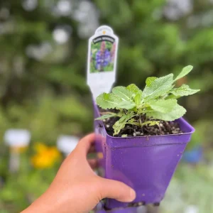 Salvia Apex Live Plant – Woodland Sage – Fragrant Perennial – 3-4 inch Pot – Outdoor - Image 4