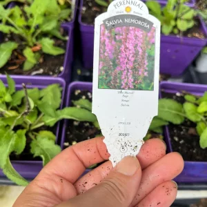 Salvia Apex Live Plant – Woodland Sage – Fragrant Perennial – 3-4 inch Pot – Outdoor - Image 6