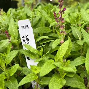 Salvia Apex Wood Sage Live Plant – Long-Blooming Perennial for Gardens – Zones 4-9 - Image 3