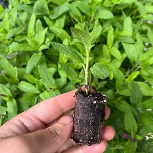 Salvia Apex Wood Sage Live Plant – Long-Blooming Perennial for Gardens – Zones 4-9 - Image 4