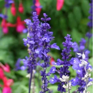 Salvia Apex Wood Sage Live Plant – Long-Blooming Perennial for Gardens – Zones 4-9 - Image 5