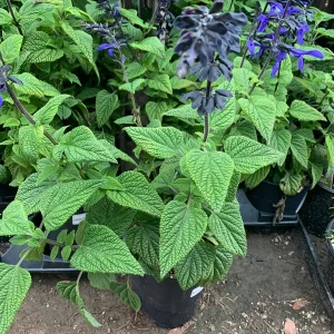 Salvia Black & Bloom Live Plant – 1 Gallon Pot, Vibrant Blue Flowers, Outdoor - Image 3