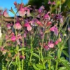 Salvia 'Fancy Dancer' Live Plant – 1-2 ft Tall, 1 Gallon Pot – Outdoor - Image 1
