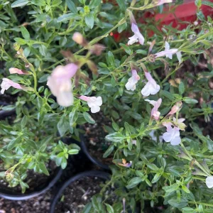 Salvia Full Moon Live Plant – Perennial with Creamy-Pink Flowers – 1-2 ft Tall in 1 Gallon Pot – Outdoor - Image 2