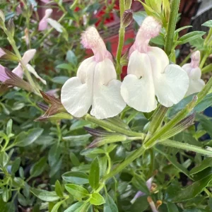 Salvia Full Moon Live Plant – Perennial with Creamy-Pink Flowers – 1-2 ft Tall in 1 Gallon Pot – Outdoor - Image 1