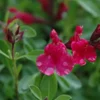 Salvia greggii 'Furman's Red' Live Plant - 1ft Tall in 1 Gallon Pot - Image 1