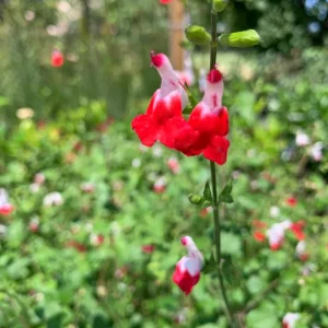 Salvia 'Hot Lips' Live Plant – 1ft Tall Red & White Sage in 6in Pot – Outdoor Flower - Image 1