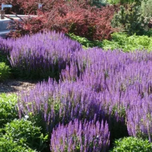 Salvia May Night Starter Live Plant – Hardy Perennial – 3-6 inch Tall – Blue Purple Flowers for Garden - Image 2