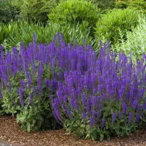Salvia May Night Starter Live Plant – Hardy Perennial – 3-6 inch Tall – Blue Purple Flowers for Garden - Image 3