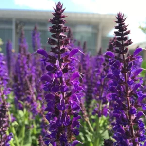 Salvia May Night Starter Live Plant – Hardy Perennial – 3-6 inch Tall – Blue Purple Flowers for Garden - Image 5