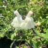 Salvia microphylla x greggii Glimmer Live Plant – 1ft Tall, Cream Flowers, 6-inch Pot - Image 1