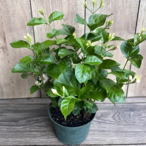Sambac Arabian Jasmine Live Plant – Fragrant Flowers, 6-inch Pot, Indoor/Outdoor - Image 5