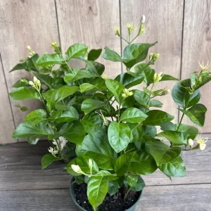 Sambac Arabian Jasmine Live Plant – Fragrant Flowers, 6-inch Pot, Indoor/Outdoor - Image 6