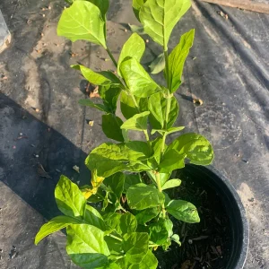 Sambac Jasmine Double Flower Live Plant – Fragrant – 1-2 ft Tall - Image 1