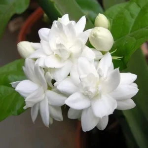 Sambac Jasmine Double Flower Live Plant – Fragrant Potted Plant – 1-2 ft Tall in 1 Gallon Pot - Image 2