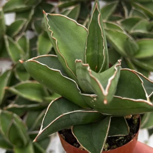 Samurai Snake Plant Live Plant – Dracaena Hanningtonii – Dwarf Sansevieria – 3-4 inch Pot – Indoor Succulent - Image 3