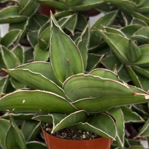 Samurai Snake Plant Live Plant – Dracaena Hanningtonii – Dwarf Sansevieria – 3-4 inch Pot – Indoor Succulent - Image 5