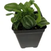 Sandersii Peperomia Live Plant - 2.5 inch Pot - Indoor Potted Houseplant - Image 1
