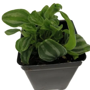 Sandersii Peperomia Live Plant - 2.5 inch Pot - Indoor Potted Houseplant - Image 2