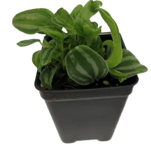 Sandersii Peperomia Live Plant - 2.5 inch Pot - Indoor Potted Houseplant - Image 1