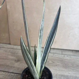 Sansevieria Bantel's Sensation Live Plant – 4 inch Pot – Indoor Snake Plant - Image 3