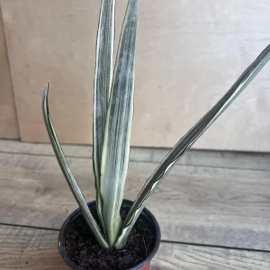 Sansevieria Bantel's Sensation Live Plant – 4 inch Pot – Indoor Snake Plant - Image 5