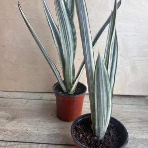 Sansevieria Bantel's Sensation Live Plant – 4 inch Pot – Indoor Snake Plant - Image 9