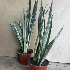 Sansevieria Bantel's Sensation Snake Plant - Live Houseplant - 6 inch Pot - Image 5