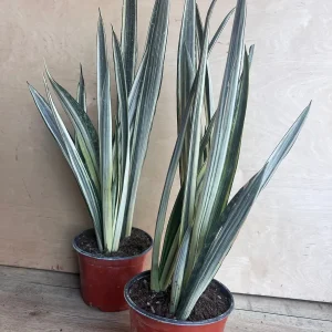 Sansevieria Bantel's Sensation Snake Plant - Live Houseplant - 6 inch Pot - Image 7