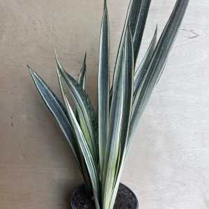 Sansevieria Bantel's Sensation Snake Plant - Live Houseplant - 6 inch Pot - Image 8