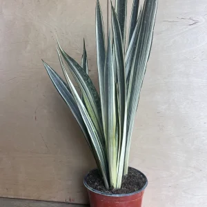 Sansevieria Bantel's Sensation Snake Plant - Live Houseplant - 6 inch Pot - Image 9