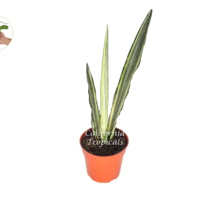 Sansevieria Bentel's Sensation Live Plant – 4 inch Pot – Indoor Snake Plant - Image 1