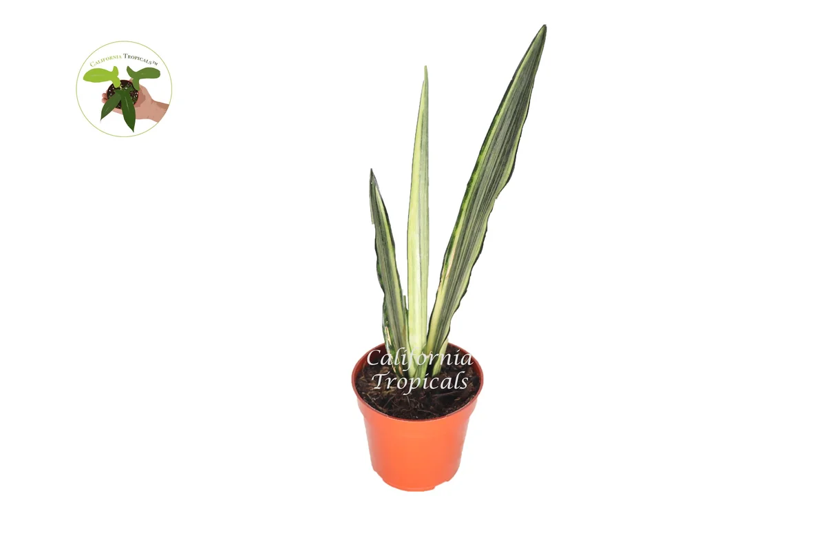 Sansevieria Bentel's Sensation Live Plant – 4 inch Pot – Indoor Snake Plant - Image 1