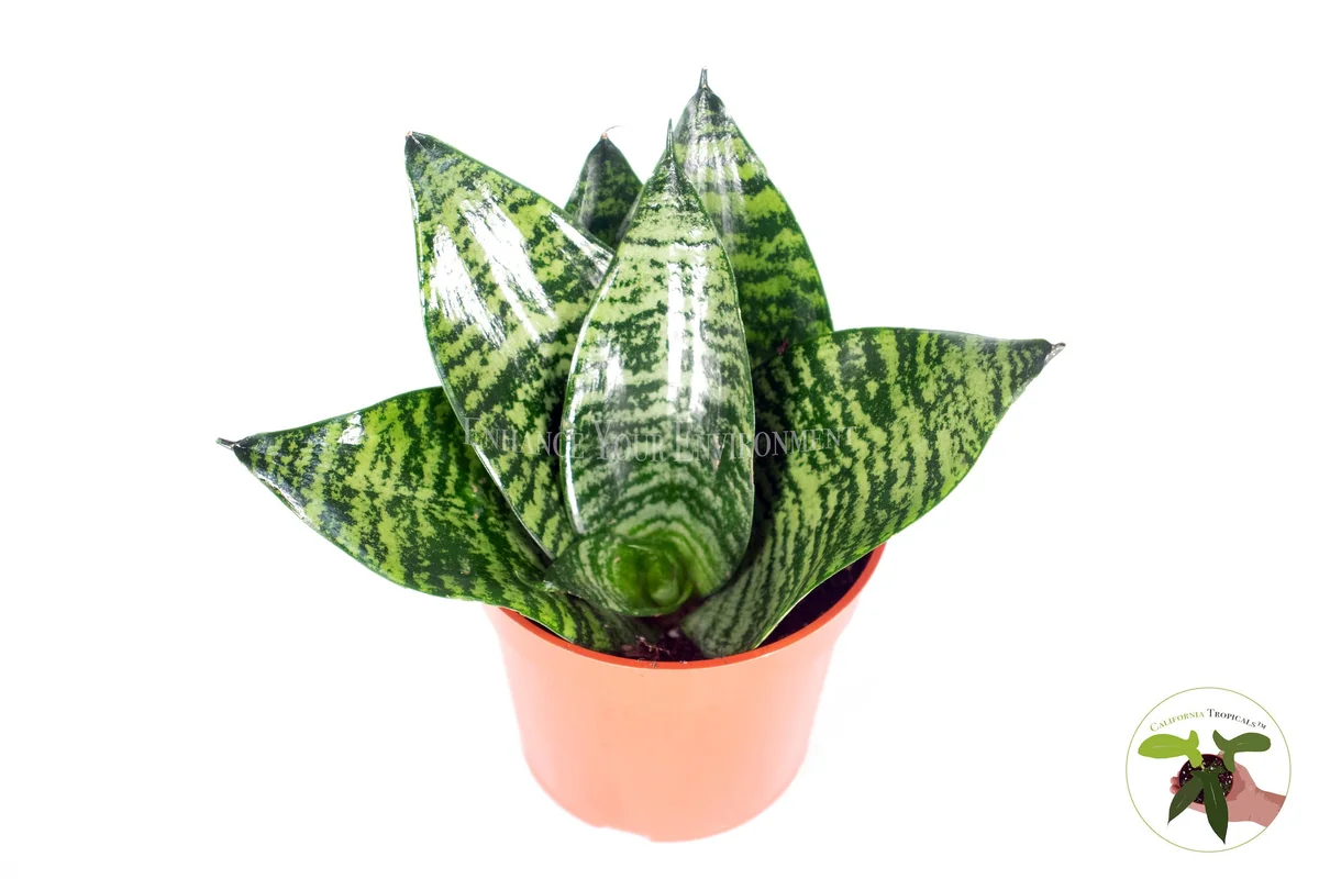 Sansevieria Bird's Nest Snake Plant Live Plant – 4 inch Pot – Indoor - Image 2