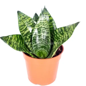 Sansevieria Bird's Nest Snake Plant Live Plant – 4 inch Pot – Indoor - Image 1
