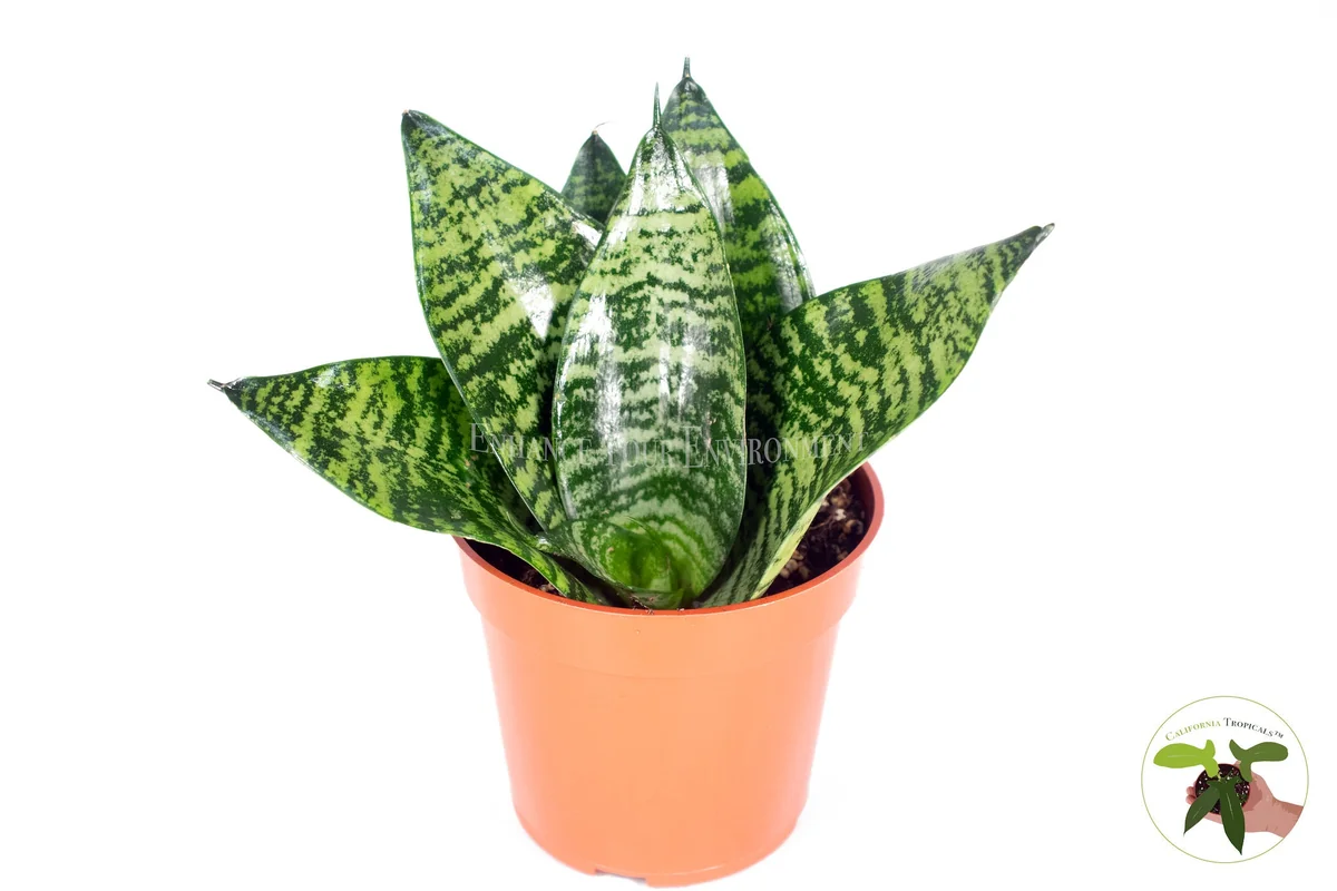 Sansevieria Bird's Nest Snake Plant Live Plant – 4 inch Pot – Indoor - Image 1