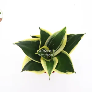 Sansevieria Black Gold Live Plant – 4 inch Pot – Indoor Snake Plant - Image 2