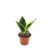 Sansevieria Black Gold Live Plant – Snake Plant – 2 inch Pot – Indoor - Image 1