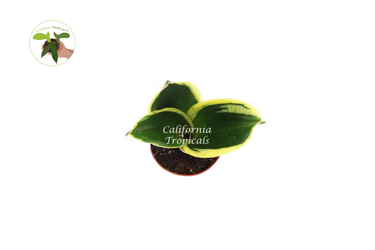 Sansevieria Black Gold Live Plant – Snake Plant – 2 inch Pot – Indoor - Image 2