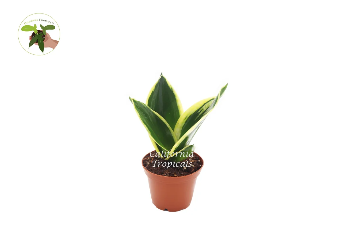 Sansevieria Black Gold Live Plant – Snake Plant – 2 inch Pot – Indoor - Image 1