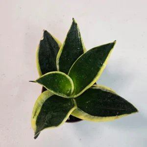 Sansevieria Black Gold Snake Plant Live Houseplant – 3 inch Pot – Air Purifying – Indoor - Image 2