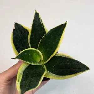 Sansevieria Black Gold Snake Plant Live Houseplant – Air Purifying – 3 inch Pot - Image 4