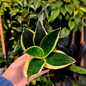 Sansevieria Black Gold Snake Plant Live Houseplant – Air Purifying – 3 inch Pot - Image 5