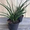 Sansevieria Fernwood Mikado Live Plant - 6 inch Pot - Air Purifying Snake Plant - Image 1