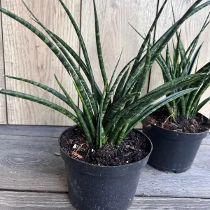 Sansevieria Fernwood Mikado Live Plant - 6 inch Pot - Air Purifying Snake Plant - Image 4