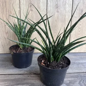 Sansevieria Fernwood Mikado Live Plant - 6 inch Pot - Air Purifying Snake Plant - Image 5