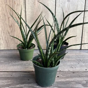 Sansevieria Fernwood Mikado Live Plant – Snake Plant – 4 inch Pot – Indoor Air Purifying - Image 4