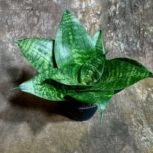 Sansevieria 'Forest Star' Snake Plant Live Plant – 4 inch Pot – Indoor Air Purifier - Image 3
