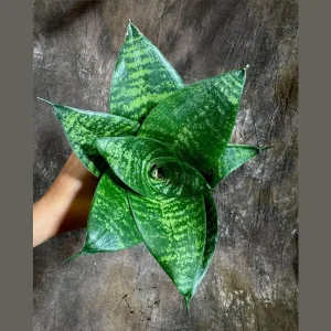 Sansevieria 'Forest Star' Snake Plant Live Plant – 4 inch Pot – Indoor Air Purifier - Image 1